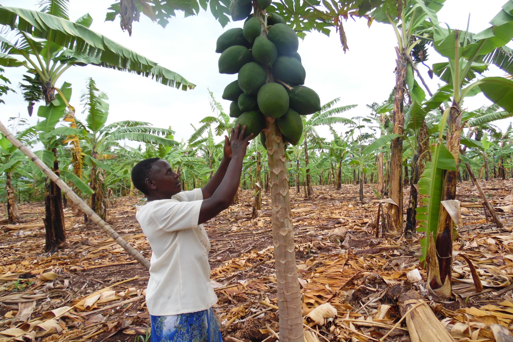 Kleinbäuerliche Landwirtschaft in Afrika / DKA/KJSÖ Mavuno Kleinbäuerliche Landwirtschaft in Afrika